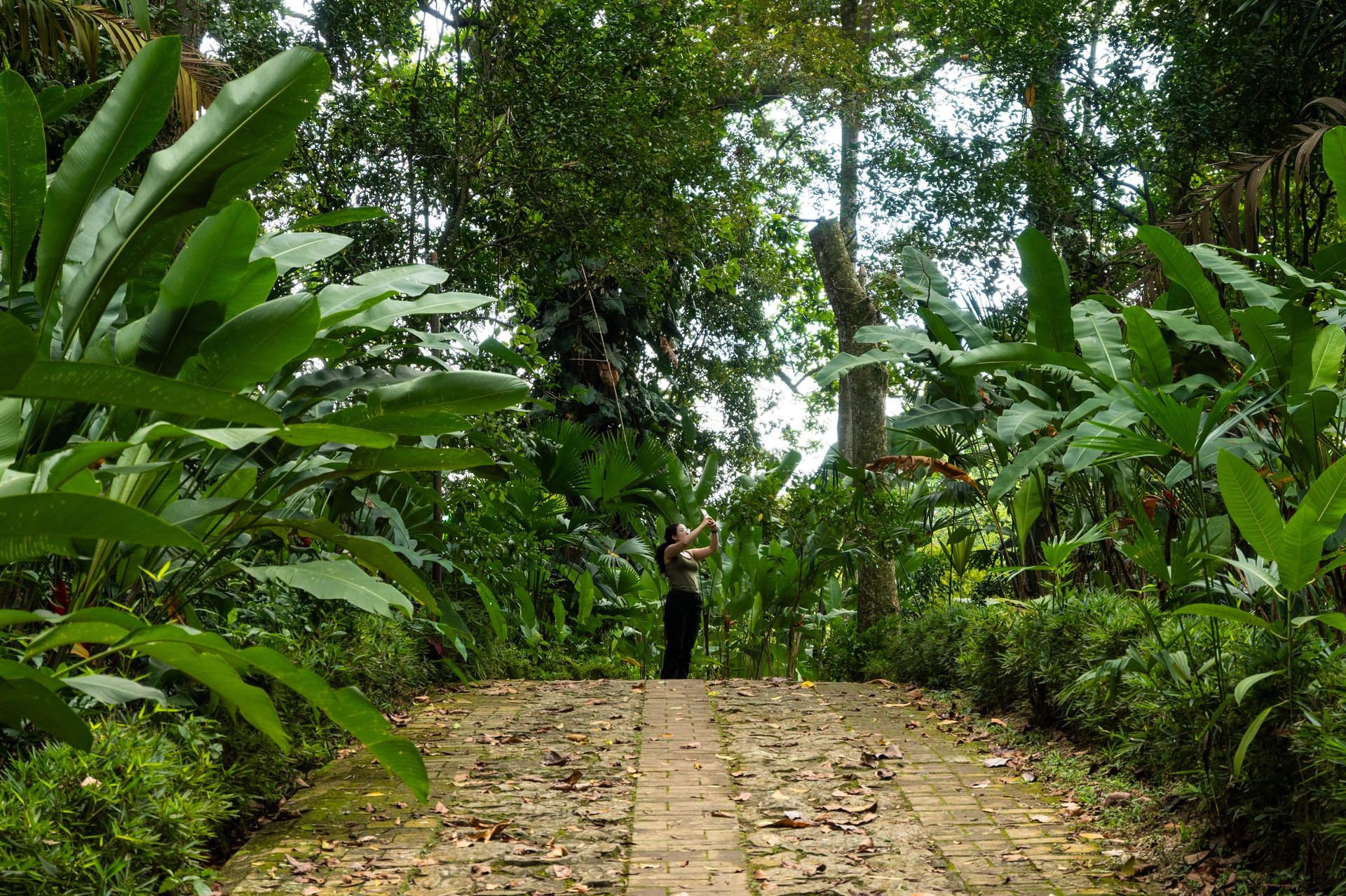 Tropical jungle pathway in Tulum